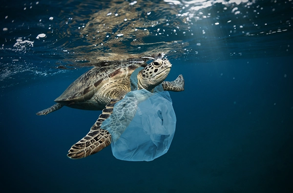 Plastic bag ocean waste