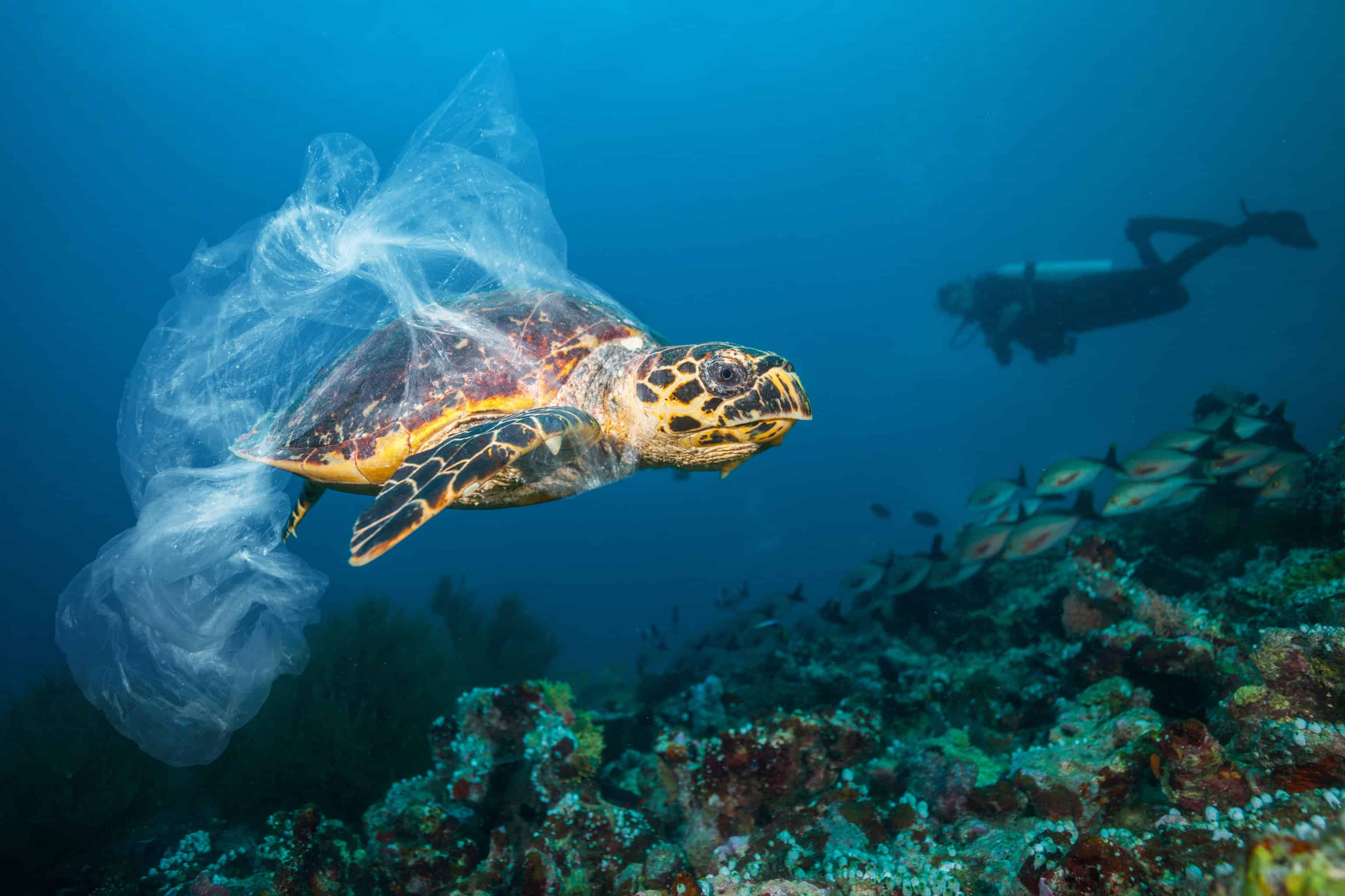 Plastic killing wildlife
