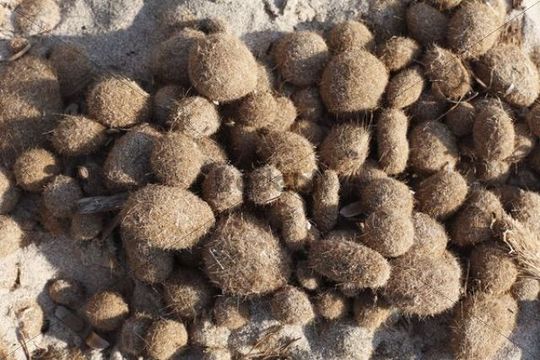 Neptunes balls