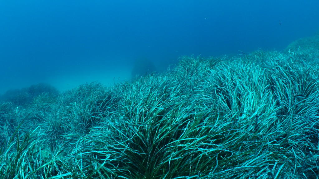 posidonia oceanica