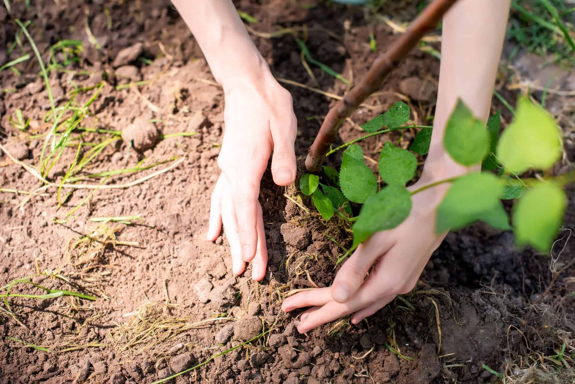 Four Actions David Attenborough Proposes To Help Save The Planet