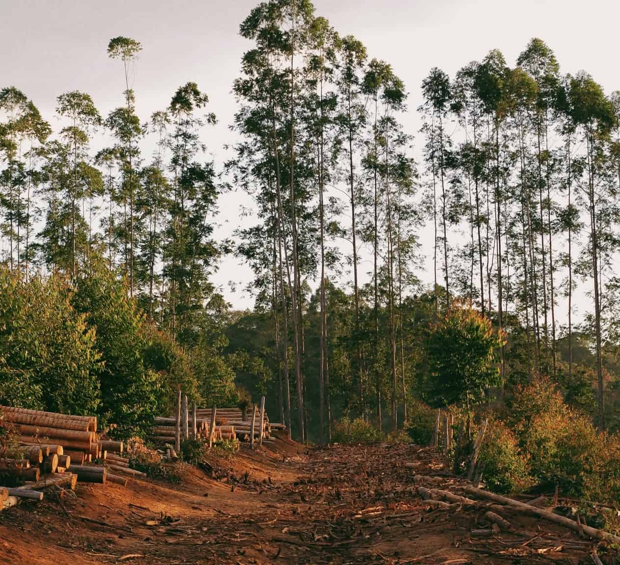Reforestation funding