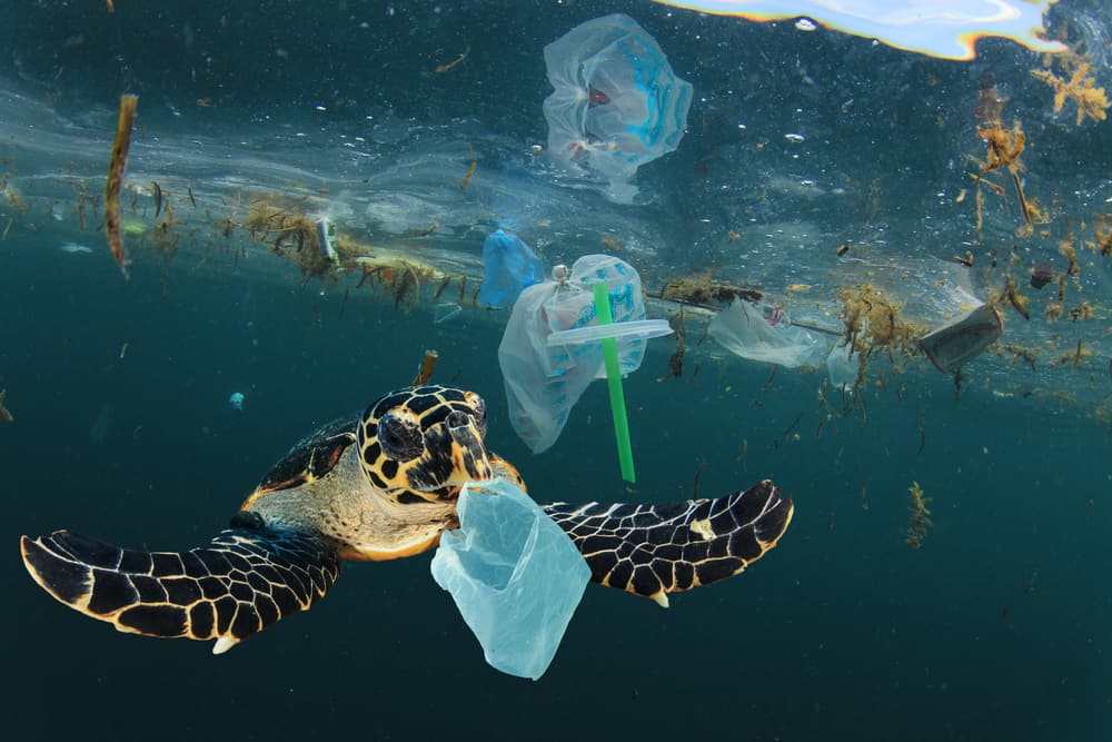 plastic pollution