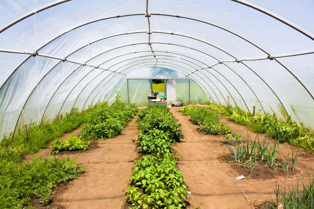 polytunnel greenhouse