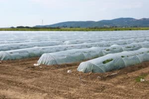 Polytunnel Lifespan