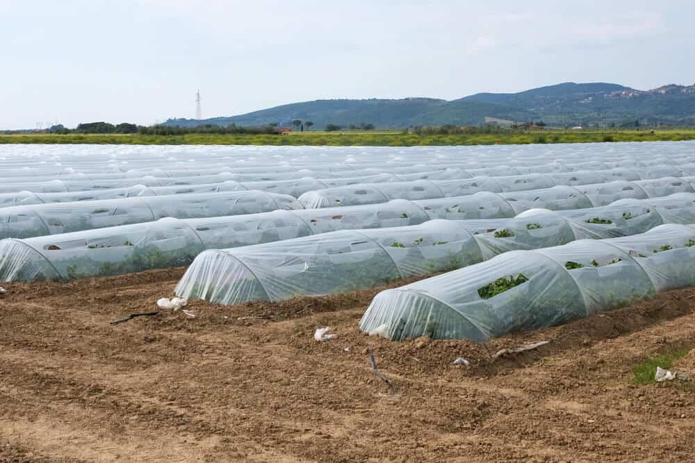 Polytunnel Lifespan